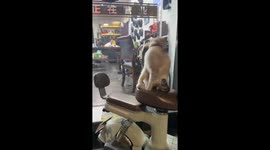 Cat Entertains Itself