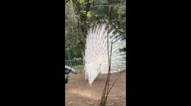 A Jealous Peacock