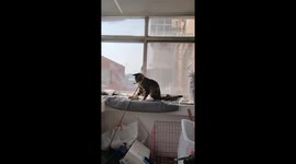 Tabby Pushes Kitten Off Windowsill