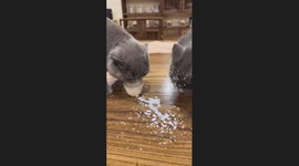 Two Cats Drink Milk