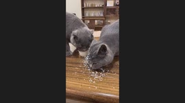 Two Cats Drink Milk
