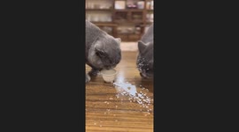 Two Cats Drink Milk
