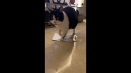 Cat Dances On Paper Bag
