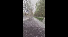 Street Covered in Catkins