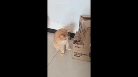 Cat Retaliates Against Rooster