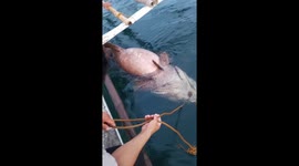 Goliath grouper fish splashes fishermen as it tries to escape