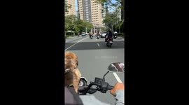 Pet dogs riding motorcycle have road rage on morning commute