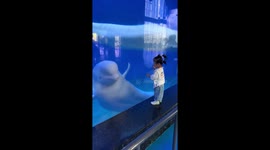 Beluga whale startles a girl visiting aquarium in China