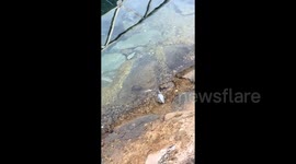 Clever bird lures fish in by dropping food into pond