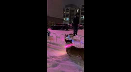 Corgi Jumps Over the Railing