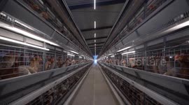 China: Smart equipment facilitates chicken egg production in China