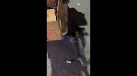 Cat helps push trolley