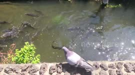 Catfish Join the Feast as Pigeon Looks On