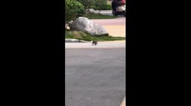 Passersby help hedgehog with plastic tub stuck on its head