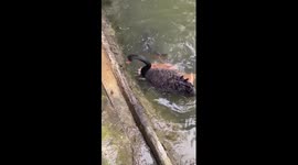 Black swan feeds koi carp in pond in China