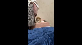 Cat Pushes the Lid