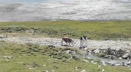 Shocking moment cow charges and knocks over woman taking pictures in China