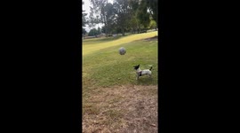 Miniature Fox Terrier Loves Playing Soccer