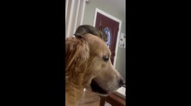 Bunny balances on golden retriever’s head in Cocoa, Florida, USA