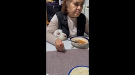 Hungry dog stare at grandma’s meal in Naucalpan, Mexico