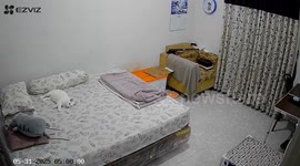 Cat startled by sudden bedmate in Pangkalan Bun, Indonesia