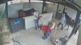 Horsekeeper kicked by pony while assisting in Popayán, Colombia