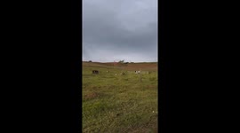 Dog playfully chases cow, then gets chased back in Monte Sião, Brazil