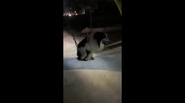 Dog enjoys swinging back and forth in park in Liaoning, China