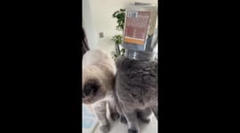 Cat caught with head stuck in food jar in Shandong, China