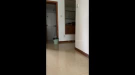 Cat hops with plastic bag stuck on leg in Chongqing, China