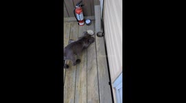 2 m0nths Great Dane puppy protecting her owners - barking at the stone thinking it is a threat