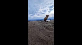 Fox steals phone and films getaway in Kamchatka Peninsula, Russia