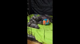 the 2 months great dane puppy sleeps sweetly next to his toy with her huge paws tucked up nicely