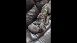 Matching colors Great Dane puppy and Oriental kitten playing together on the leather couch