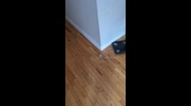 Great dane puppy stole the whole box of canned cat food and now the house smells like tuna