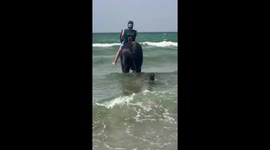 Horse jolts after dog approaches, tossing rider into sea in Oran, Algeria