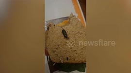 Horrified Tesco shopper ‘bit into live cockroach’ in meal deal sandwich
