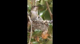 Anna's Hummingbird Nest