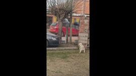 Spider Dog Escapes By Climbing Chain Link Fence