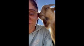 Pygmy Goat Gently Nibbles Owner's Cheeks