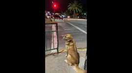 Pedestrian Dog Patiently Waits For Green Light