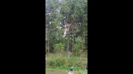 Locals use firecrackers to scare away herd of elephants