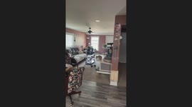 Chonky Cat Excited for Kitty Treats