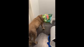 Dog Caught With Head Stuck In Soda Box