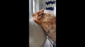 Barking Pomeranian Skedaddles to Front Door