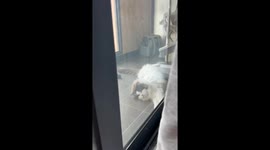 Amusing moment pet cat rolls playfully around balcony floor