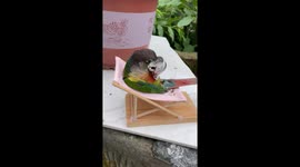 Hungry pet parrot eats seeds while sitting on lawn chair