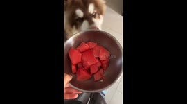 The Dog Knocks Over The Bowl