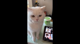 The Cat Strikes Funny Pose