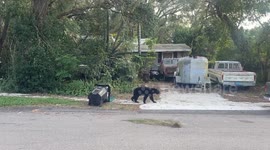 A bear walks through a residential neighborhood in search of food.